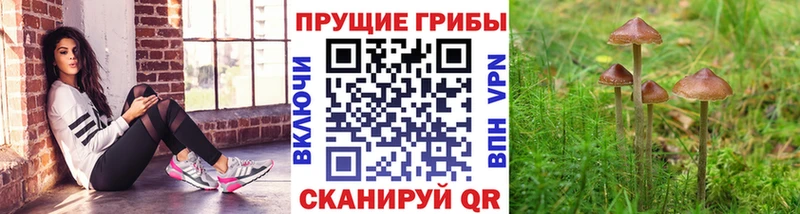Галлюциногенные грибы мицелий  нарко площадка наркотические препараты  Ужур 